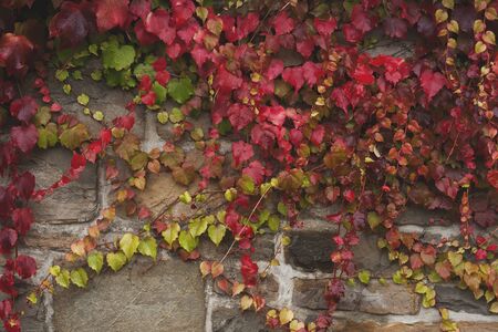 Climbing vine with red autumnal foliageの写真素材