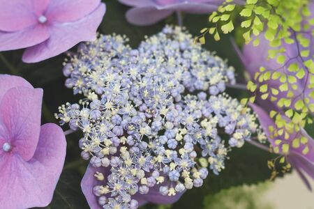 Detail of hydrangea pink-purplish flowers bloomingの写真素材