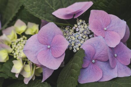 Detail of hydrangea pink-purplish flowers bloomingの写真素材