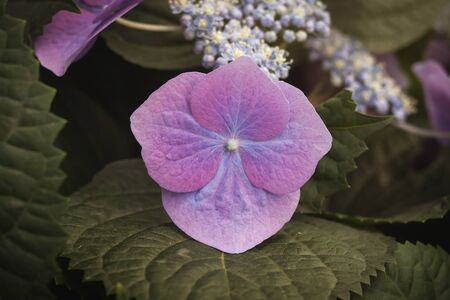 Detail of hydrangea pink-purplish flowers bloomingの写真素材