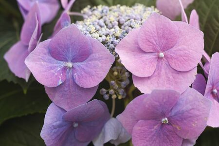 Detail of hydrangea pink-purplish flowers bloomingの写真素材