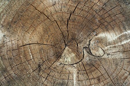 Detail of chopped wood textureの写真素材