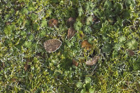 Grass and leaves with frostの写真素材