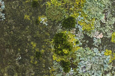 Green moss and lichens on a tree trunkの写真素材