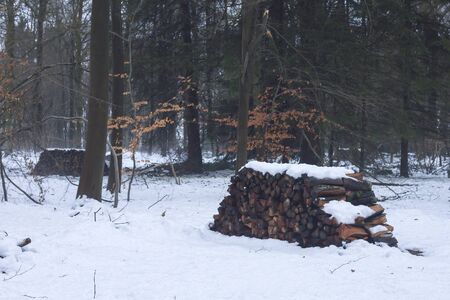 Pile of wood logs in the winter forestの写真素材