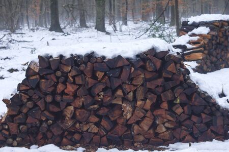 Pile of wood logs in the winter forestの写真素材