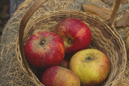 Ripe apples on wicker basketの写真素材