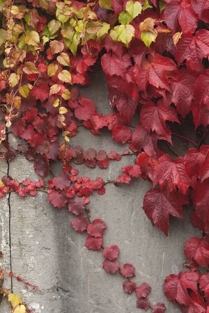 Climbing vine with red autumnal foliageの写真素材