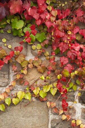 Climbing vine with colorful autumnal foliageの写真素材