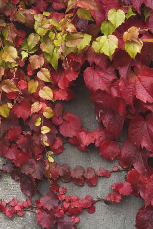 Climbing vine with red autumnal foliageの写真素材