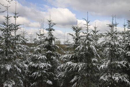 Evergreen trees under the snowの写真素材