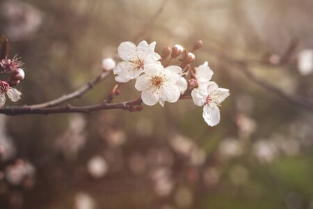 Plum flowers blooming in springの写真素材