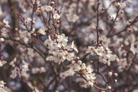 Plum flowers blooming in springの写真素材