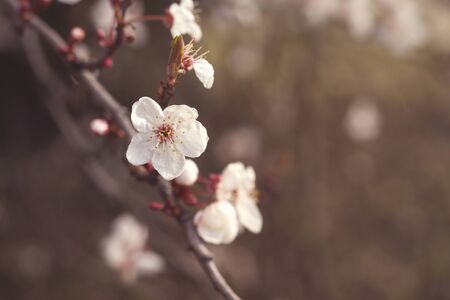 Plum flowers blooming in springの写真素材