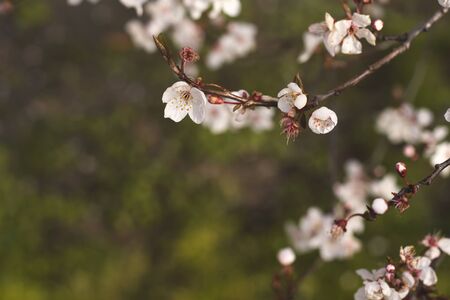 Plum flowers blooming in springの写真素材