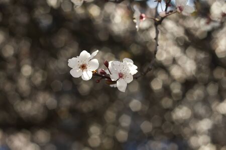 Plum white flowers blooming in springの写真素材