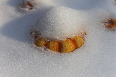 Homegrown pumpkins covered of snowの写真素材