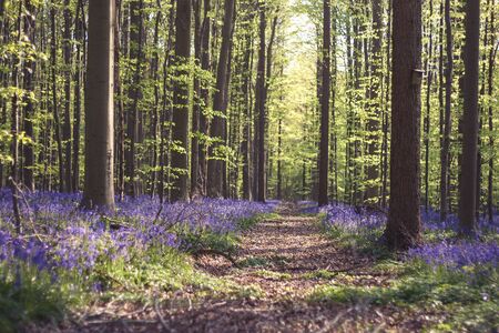 A path in a forest with bluebells purple flowers bloomingの写真素材