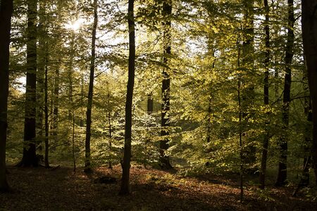 Green spring in deciduous woodlandの写真素材