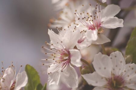 Almond tree white flowers close upの写真素材