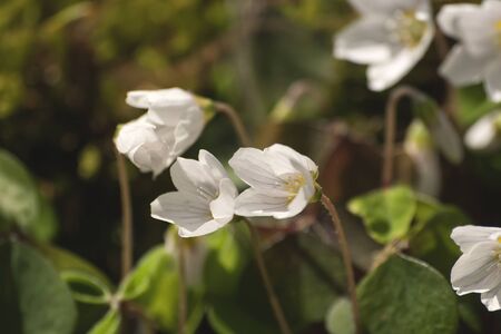 Wood anemone white flowers close upの写真素材