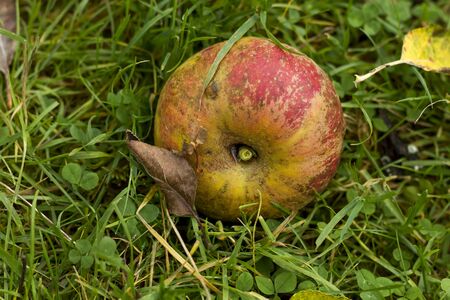 Ripe apple fallen on the green grassの写真素材