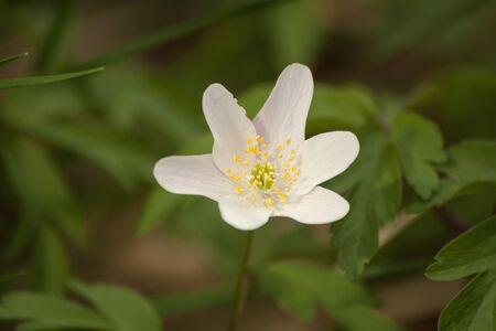 Wood anemone white flowers bloomingの写真素材