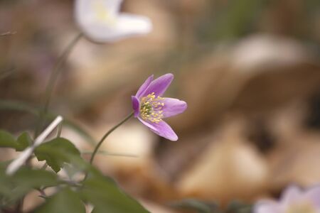Pink anemone white flowers bloomingの写真素材