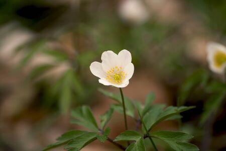 Wood anemone white flowers bloomingの写真素材