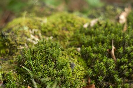 Detail of green mosses in the forestの写真素材