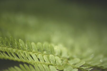Green fern frond close upの写真素材