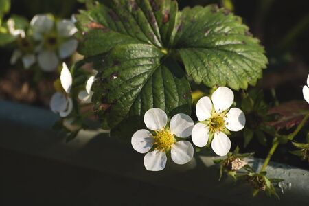 Strawberry plant with blooming flowersの写真素材