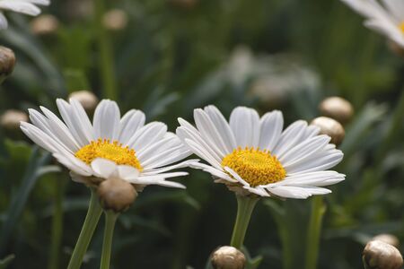 White daisy flowers blooming in the springtime gardenの写真素材