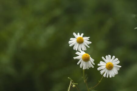White daisy flowers blooming in the springtime gardenの写真素材
