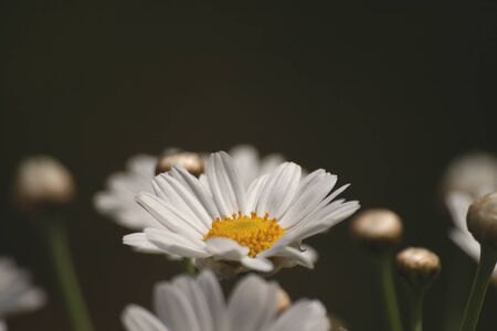 White daisy flowers blooming in the springtime gardenの写真素材