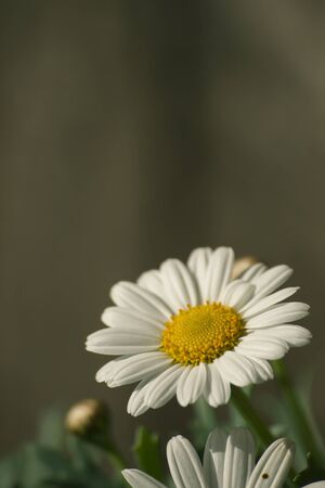 White daisy flowers blooming in the springtime gardenの写真素材