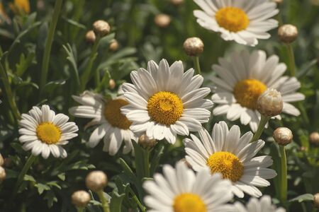 White daisy flowers blooming in the springtime gardenの写真素材