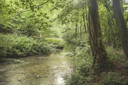 Stream crossing to green springtime forestの写真素材