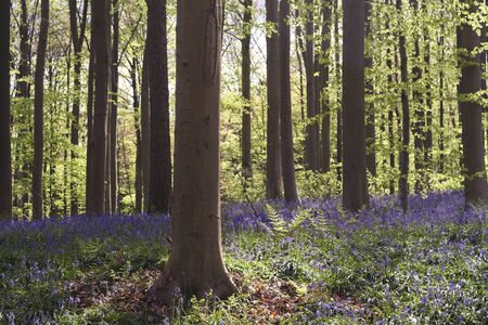 Springtime forest with bluebells bloomingの写真素材