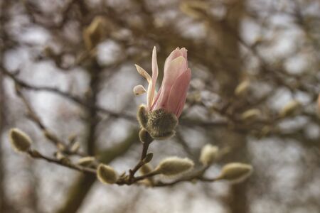 Detail of magnolia pink flower bloomingの写真素材