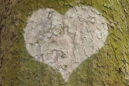 Heart on the bark of a treeの写真素材