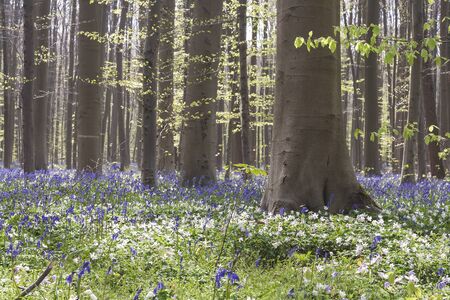 Springtime landscape in a forest with wild flowers bloomingの写真素材