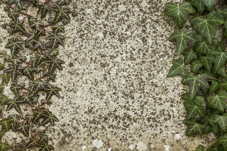 climbing ivy on old wallの写真素材