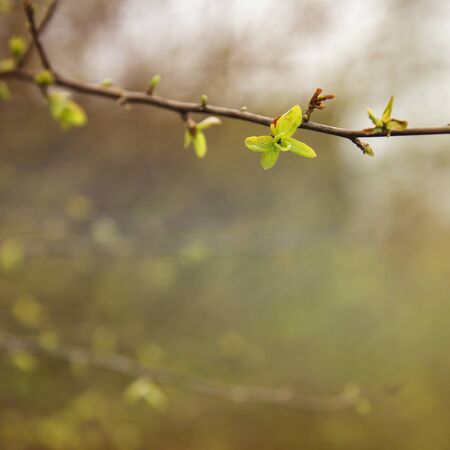 Green leaves sprouting in springの写真素材