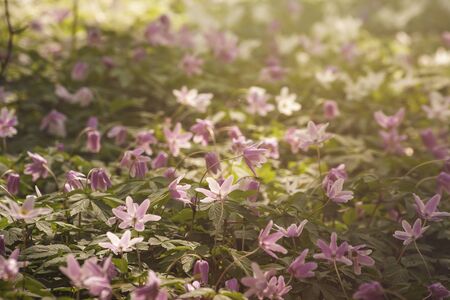 Wood anemone flowers blooming in springの写真素材
