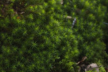 Green bryophites in the forestの写真素材