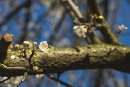 Cherry blossoms and blue sky