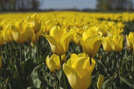 Colorful tulip flowers blooming in springの写真素材