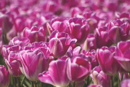 Colorful tulip flowers blooming in springの写真素材