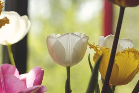 Detail of natural tulip flowersの写真素材